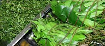 Fourniture de Fumbwa sec en provenance du KasaCentral